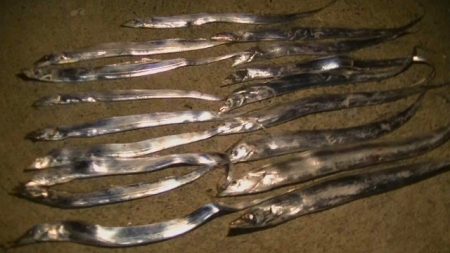 太刀魚入れ食いモード